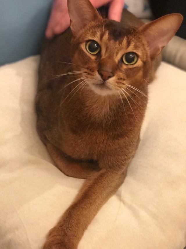 Кот и летяга