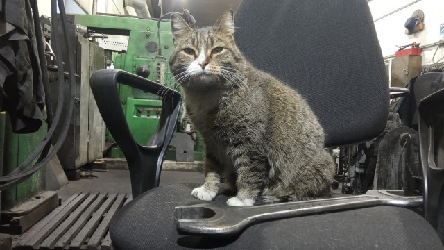 Коты на производстве