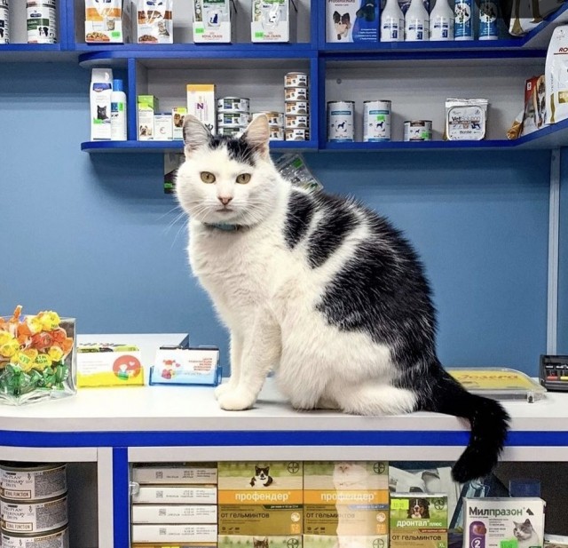Кот Рико - сиделка и профессиональный психолог для пациентов ветклиники