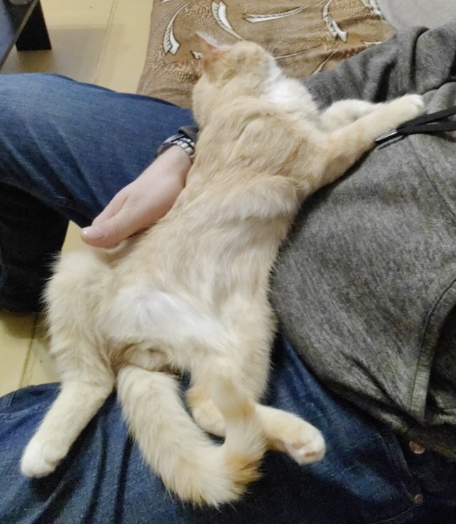 Котенок с приюта
