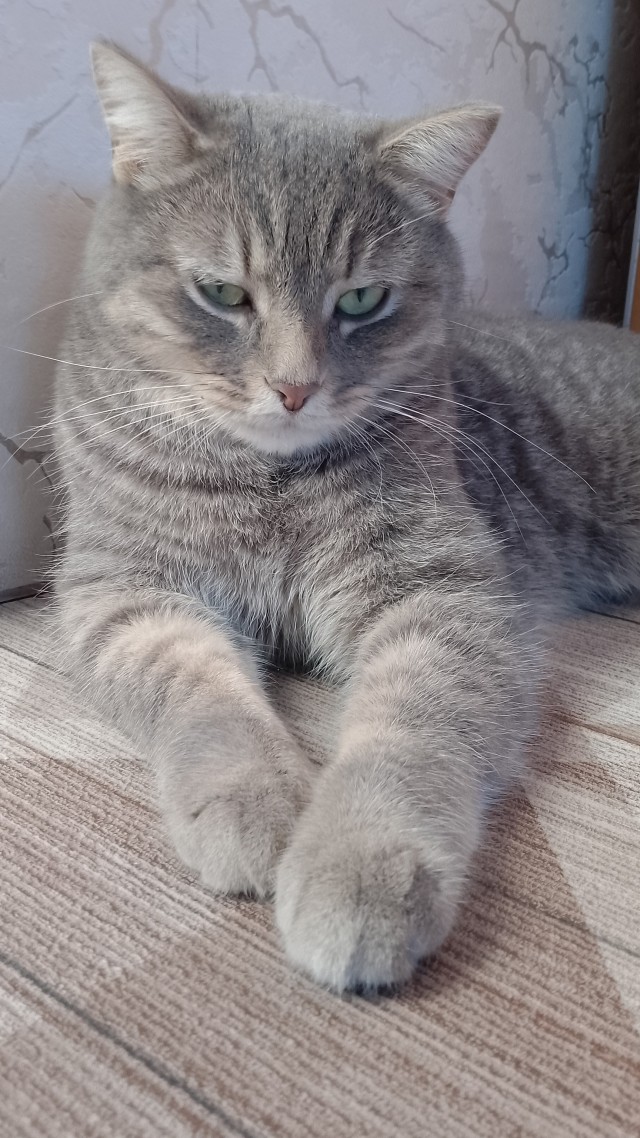 С котовторником ЯПовцы