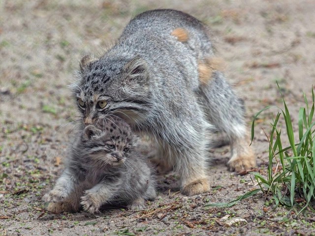 Пушистая дюжина: у двух самок манула родились котята в Новосибирском зоопарке — детенышам около месяца
