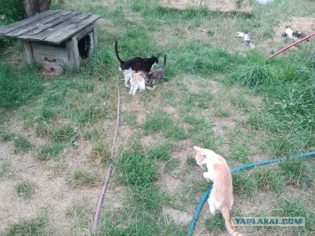 Жизнь домашнего приюта для котеек 504