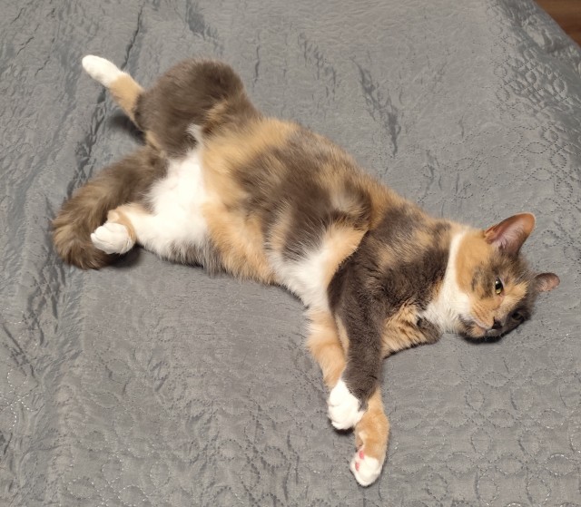 Котовторник продолжается