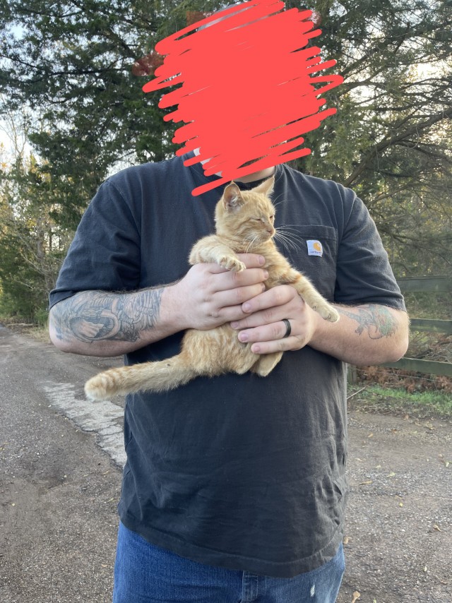 Рыжий кот дружит с большими псами