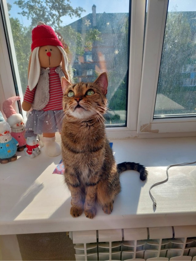 Котовторник