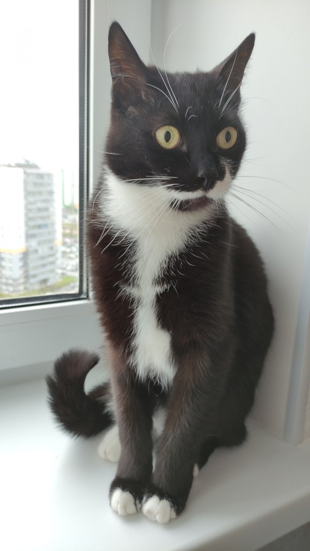 Кот ушел на радугу