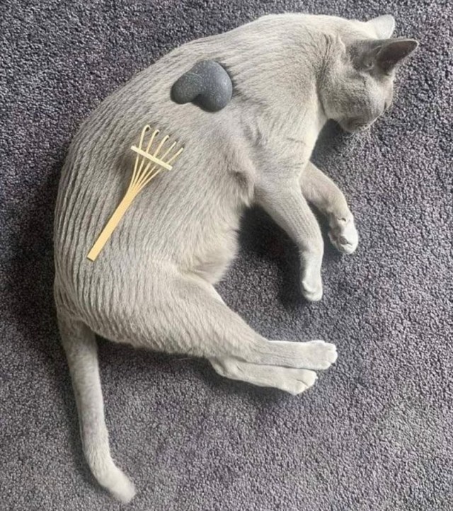 Очередной котовторник
