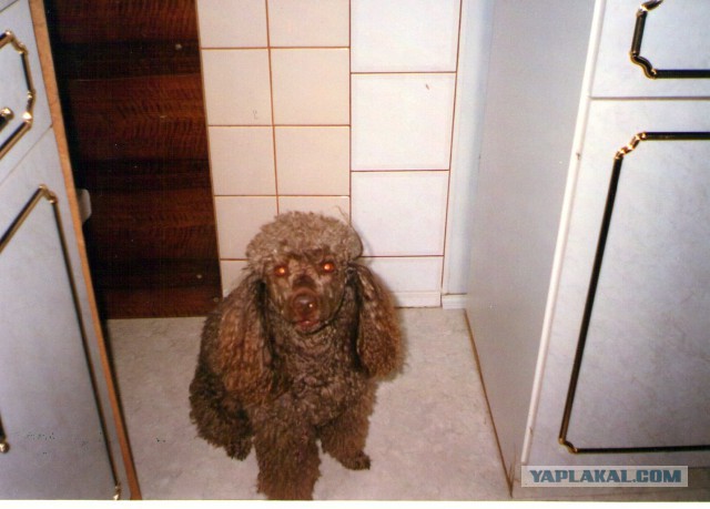 Как собаки встречают и провожают хозяев