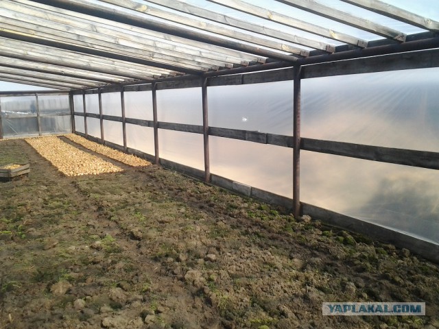 Любителям зелени