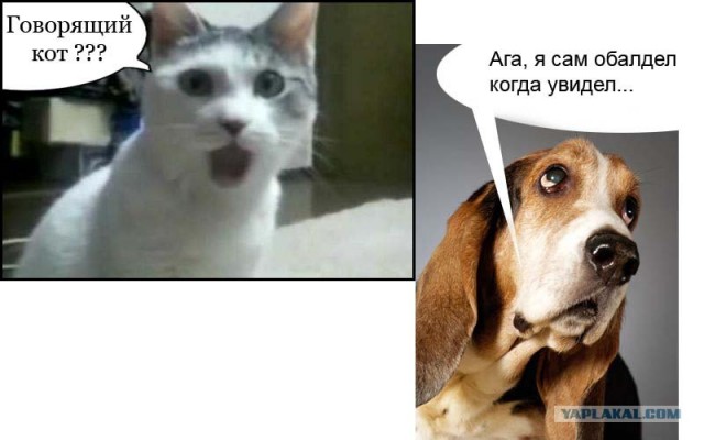 Они наблюдают