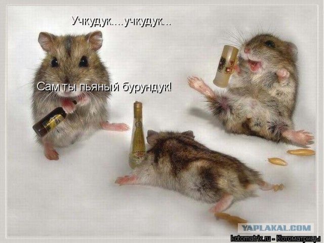 Добряки, плюсующие всех подряд