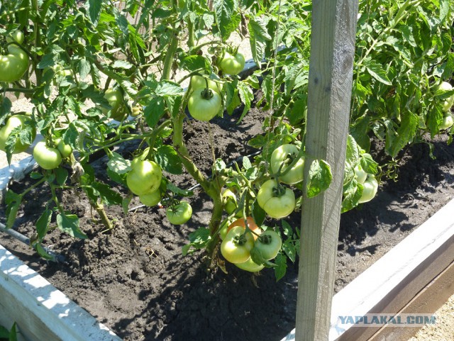 Чем мы бесим Америку и страдальцев по фуагра,