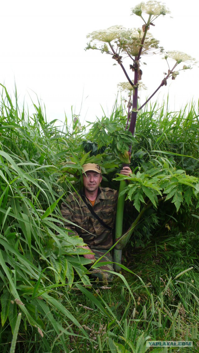 Малая Родина. Сахалин...
