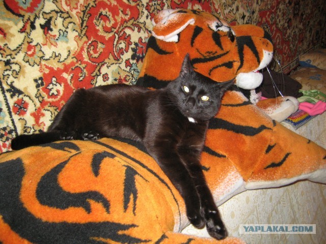 Котовторник 12.03.13