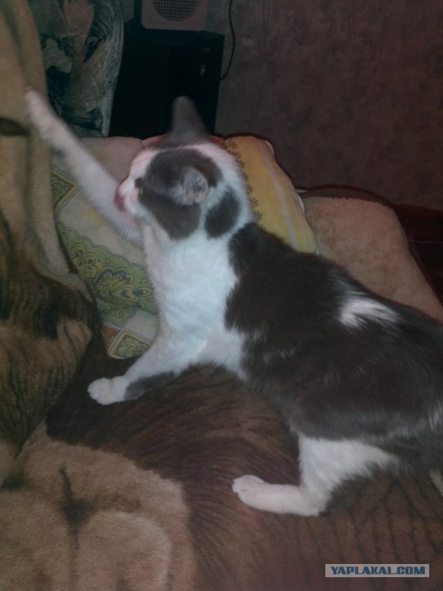 Котовторник 29-09-2015,