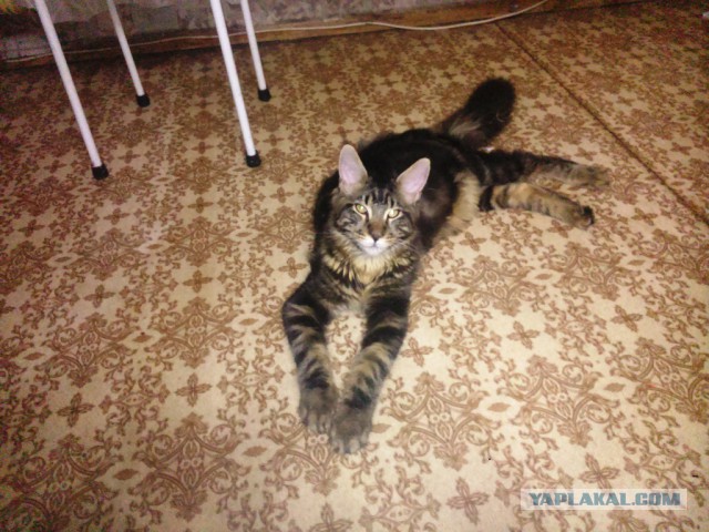 Котовторник