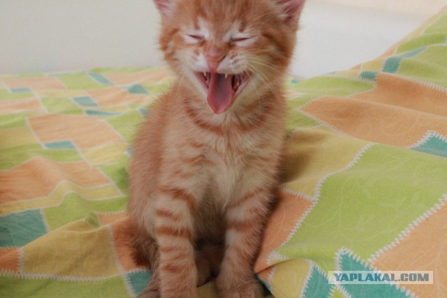 Котовторник