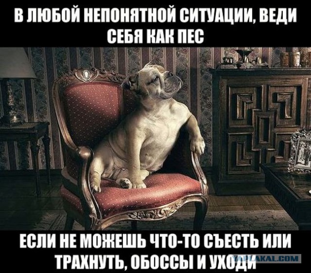 Немагия затролила Давидыча