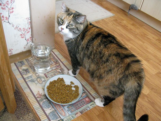 Котовторник 12.04