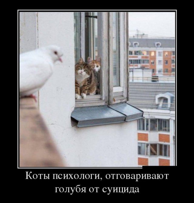 "Оскара" - котикам!