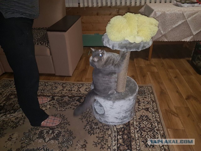 Котовторник 26.07 2016