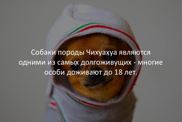40 интересных фактов в картинках.