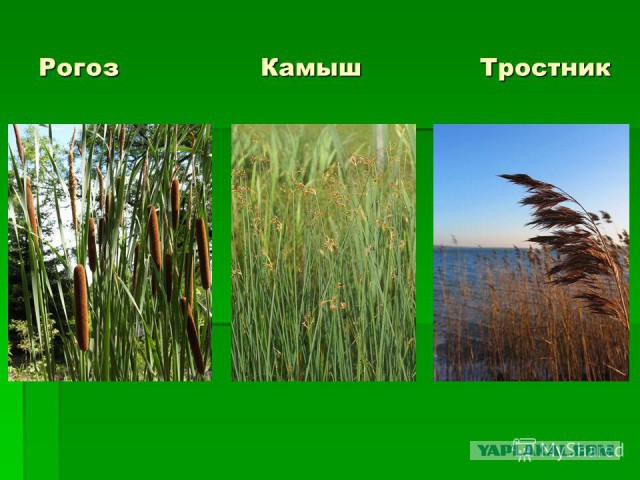 Это правда?