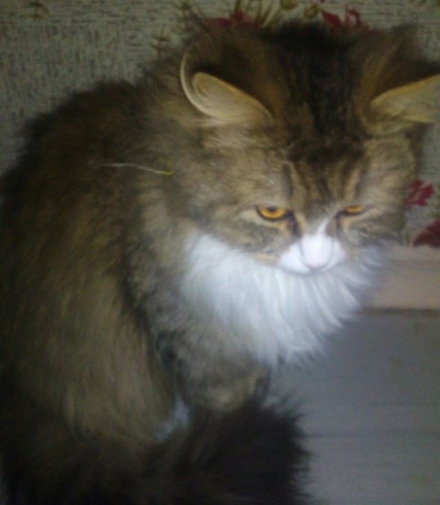 Кошкин день