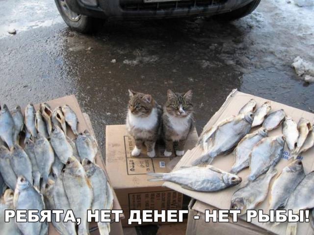 Подборка забавных животных