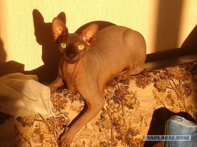 Котовторник 25.04.2017