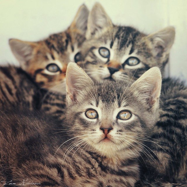 Коты и Кошки