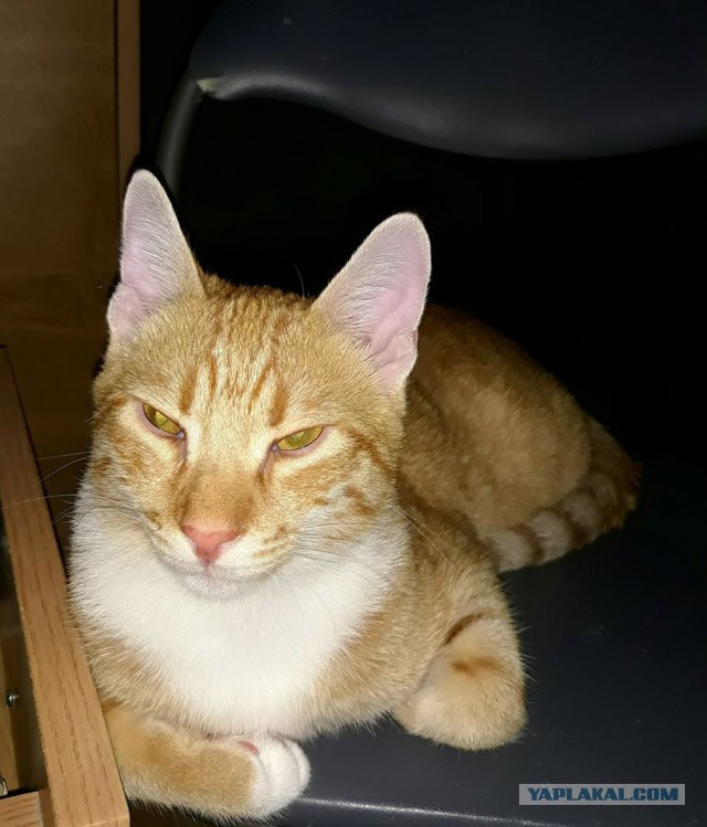 Котовторник