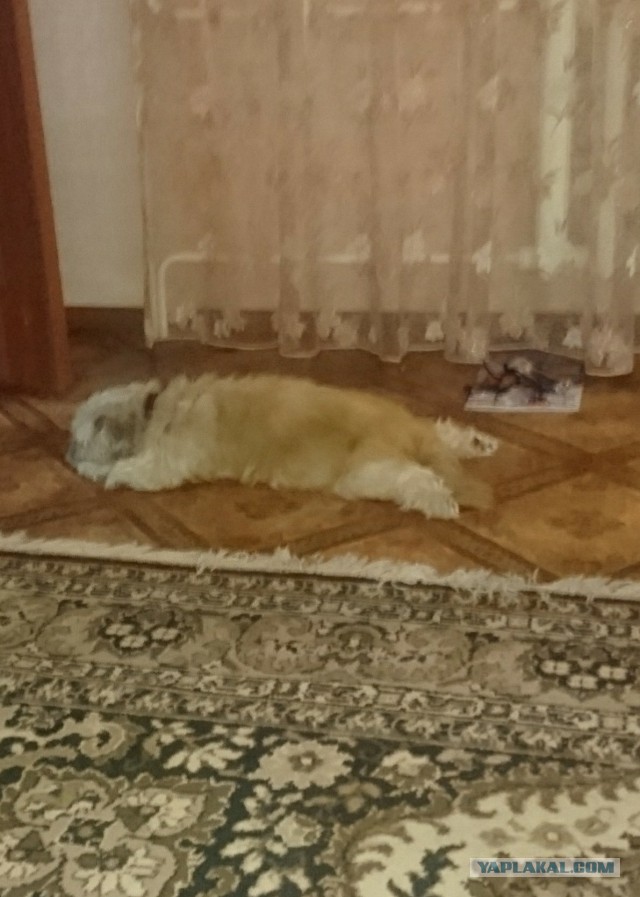 Наши собаки