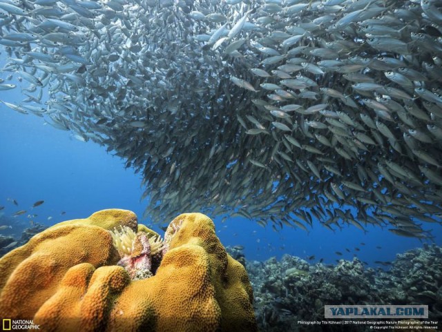 Финалисты конкурса фотографий National Geographic