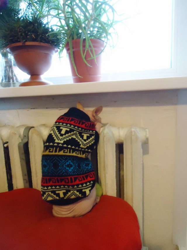 Коты и Кошки