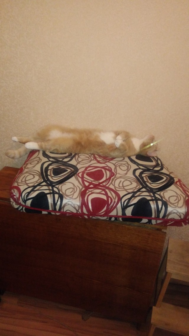 Коты застигнутые врасплох
