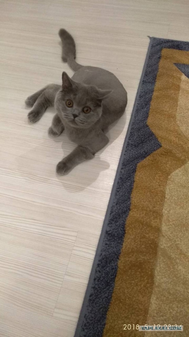 Давай заведем кота