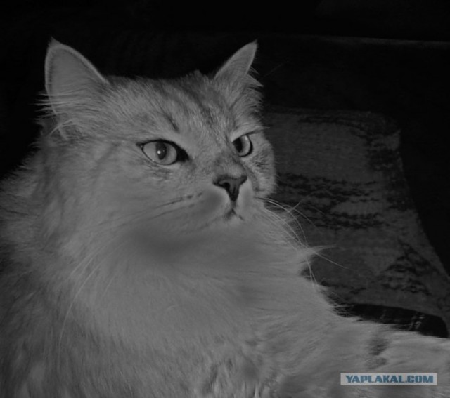 Коты на вторник на ЯПлакалъ (07.10.2008)