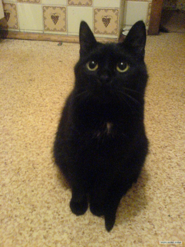 Котовторник (24.03)