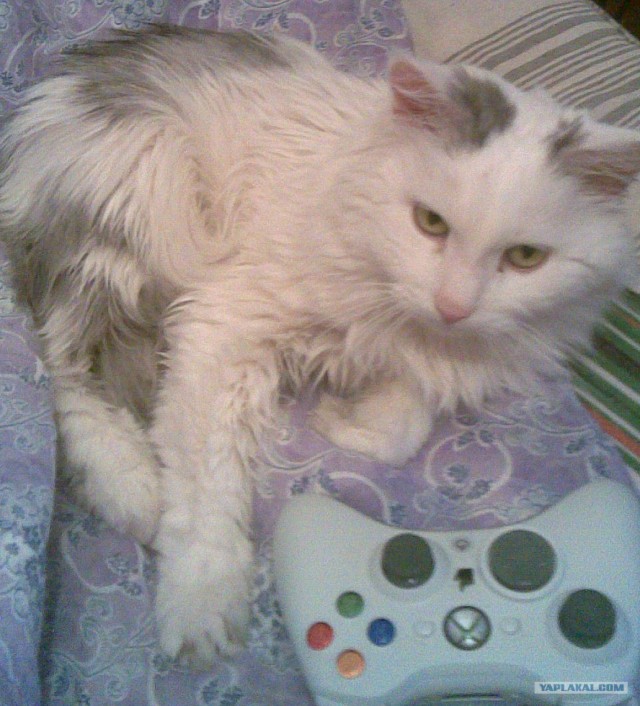 Ура, котовторник!