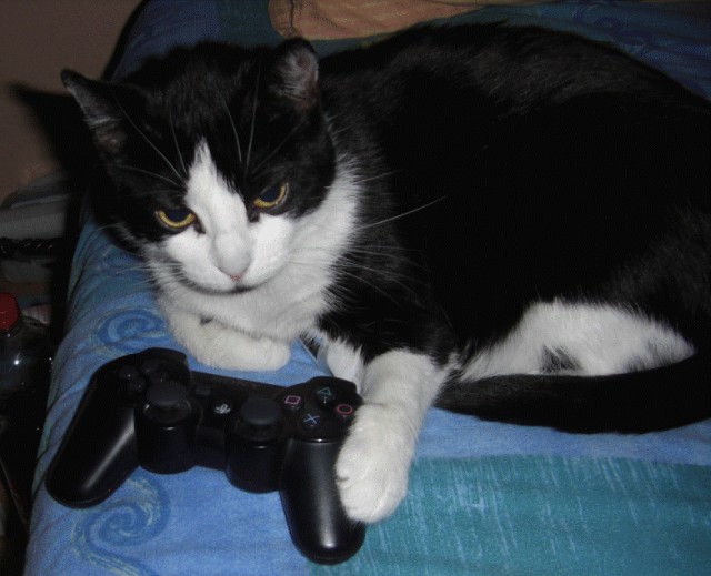 Котяка играка