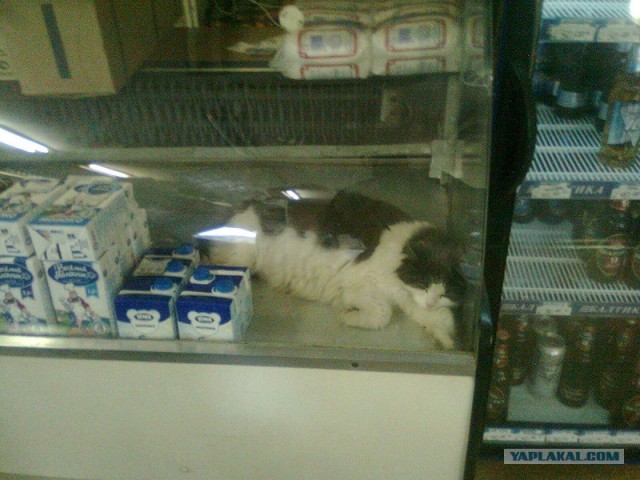 Котовторник 06.09.11