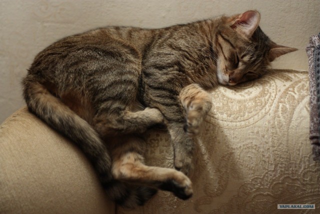 Котовторник (10.01.2012)