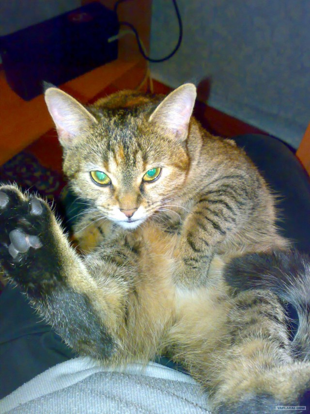Котовторник! 13.03.2012