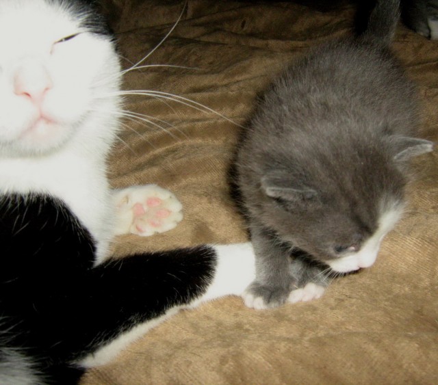 Котовторник 10.04.2012