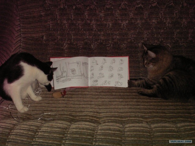 Котовторник 22.05.2012