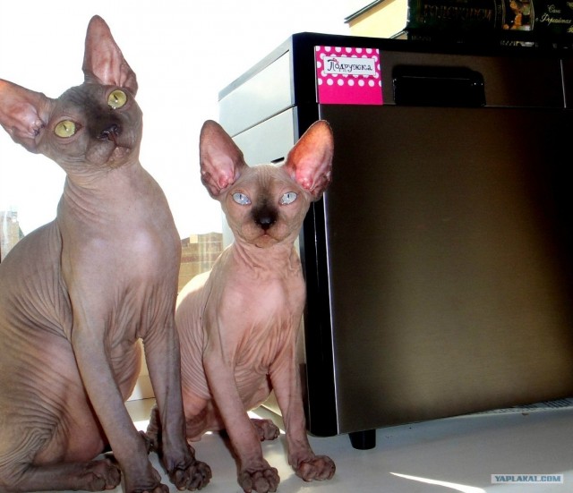 Котовторник на 26.06.12