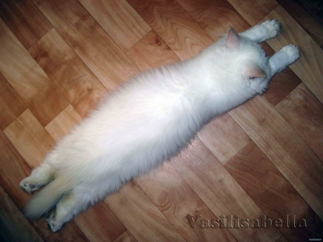 Котовторник  16.10.12