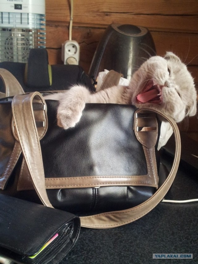 Ох уж эти коты :3